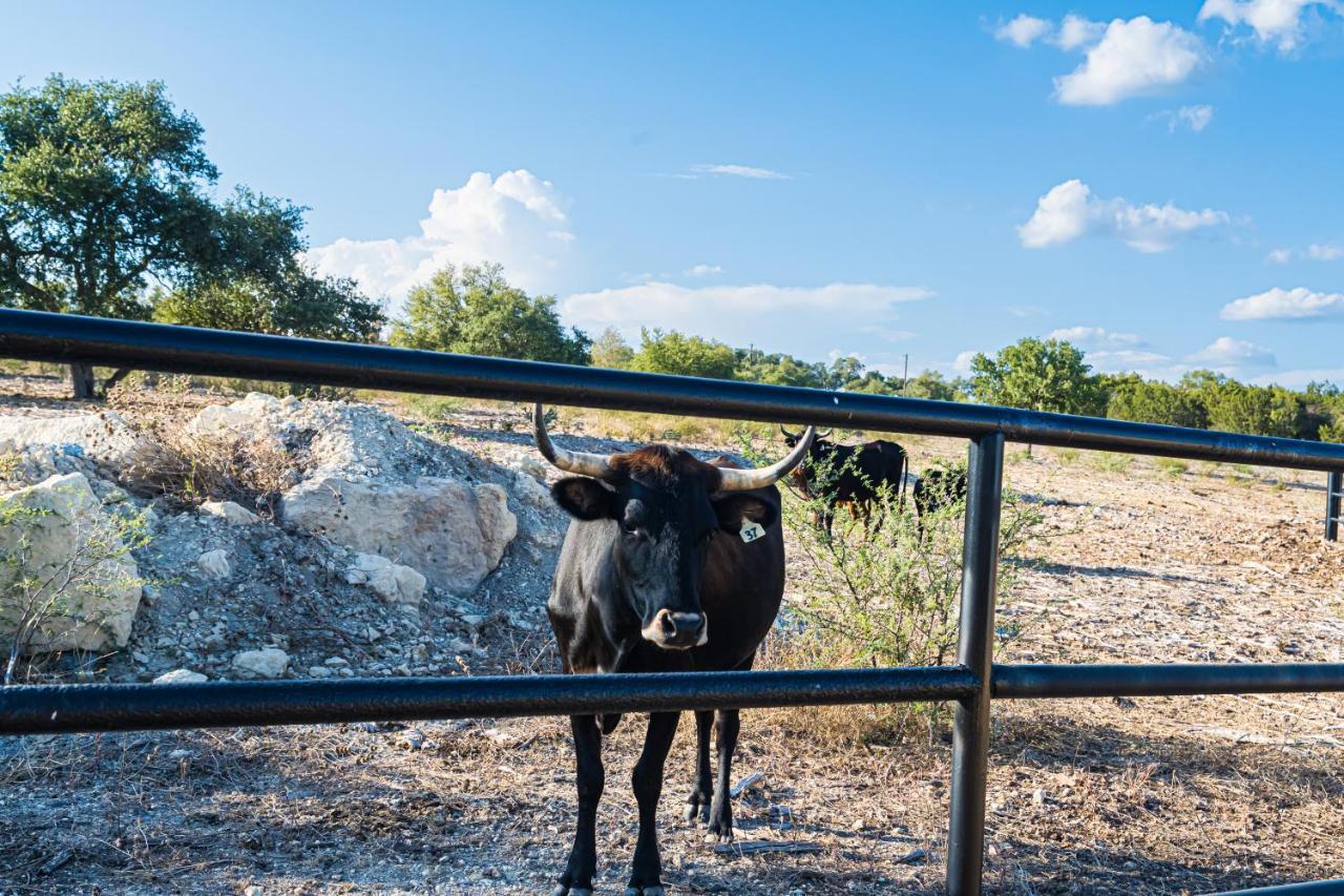 Gruene Daze Chalet - Stylish Aframe - Escape The Ordinary نيو بروانفيلز المظهر الخارجي الصورة